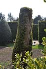 Regenerating yew