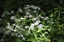 Wild garlic