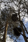 Witches brooms Lastingham