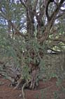 Fortingall yew