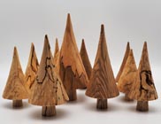 Spalted beech trees